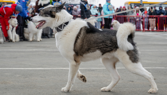 Магаданцев-владельцев собак северных пород приглашают принять участие в выставке 