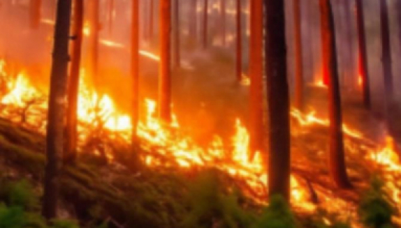 Береги лес от пожара: магаданцам напоминают правила безопасного поведения